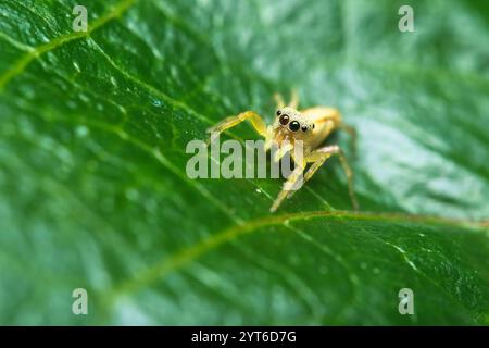 Makrofotografie der irisierenden springenden Spinne auf Passionsfruchtblatt Mahe Seychellen Stockfoto