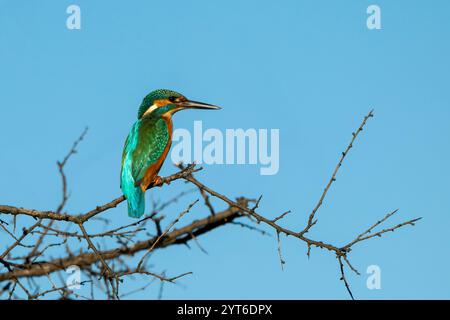 Bunte Erwachsene männliche gemeine eisvogel (Alcedo atthis) oder eurasische eisvogel oder flussvogel auf einem Barsch. Isola della Cona, Italien. Stockfoto