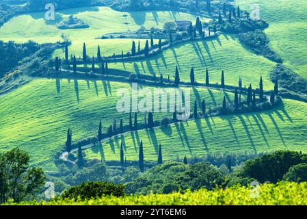 La Foce, gewundene Straße gesäumt von Zypressen, Val d'Orcia, Toskana, Italien Stockfoto