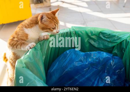 Eine obdachlose Ingwerkatze lehnt sich auf einen Mülleimer und sucht nach etwas essbarem drin. Stockfoto