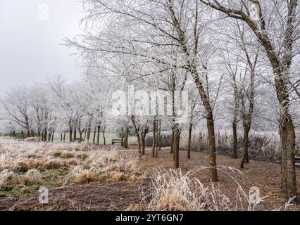 Frostbedeckte Waldbäume in Staffordshire England Großbritannien Stockfoto