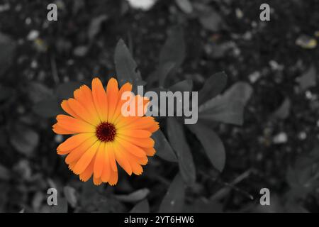 Entsättigter Hintergrund: Leuchtend orange und gelbe Ringelblume, die auf grauen Blättern und Boden gesetzt ist. Stockfoto