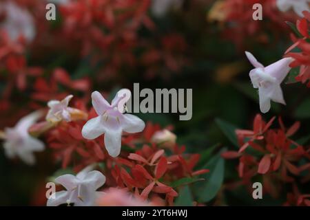 Abelia Grandiflora, kleine, zarte weiße und rosa Blüten, grüne Blätter und roter Kelch. Nahaufnahme einer einzelnen Blume, andere verschwommen, Hintergrund unscharf. Stockfoto