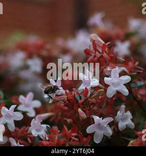 Abelia Grandiflora, kleine, zarte weiße Blüten, grüne Blätter und roter Kelch. Nahaufnahme, herbstlicher, quadratischer Rahmen. Stockfoto