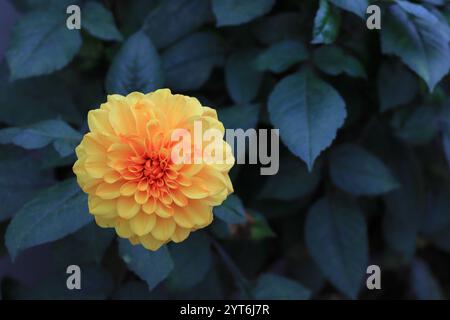 Eine leuchtend gelb-orange Dahlia, umgeben von dunkelgrünen Blättern. Stockfoto