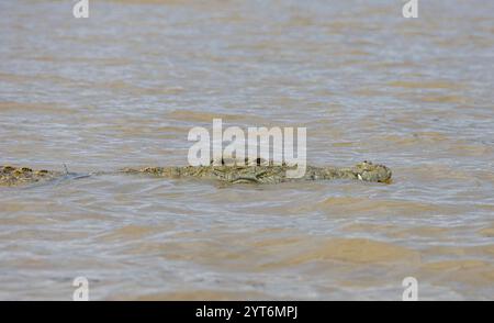 Nahaufnahme eines Nil-Krokodils (Crocodylus niloticus), das im Chamo-See in Äthiopien schwimmt. Stockfoto