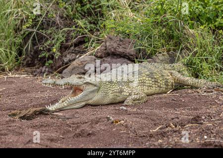 Nahaufnahme eines Nil-Krokodils (Crocodylus niloticus), das sich neben dem Chamo-See in Äthiopien befindet. Stockfoto