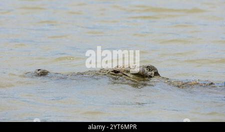 Nahaufnahme eines Nil-Krokodils (Crocodylus niloticus), das im Chamo-See in Äthiopien schwimmt. Stockfoto