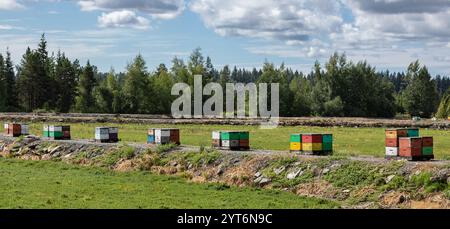 Eine Reihe von bunten Bienenstöcken auf einem Feld mit Wäldern und blauem Himmel im Hintergrund während des Sommers. Stockfoto