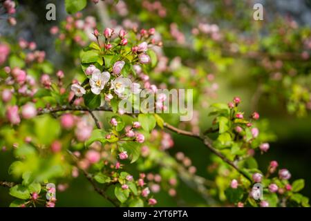 Apfelblüte (Malus domestica) im Frühjahr auf der Strandwiese. Blumen-Hintergrund auf einem Apfelbaumzweig. Unscharfer Hintergrund. Hintergrundbild. Selektiv fo Stockfoto
