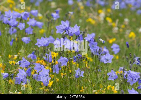 Rundblättrige Glockenblume, Campanula rotundifolia, gemeine Harebell, Schottisches Blauschell, Blauschelle von Schottland, Norwegen, Norwegen Stockfoto