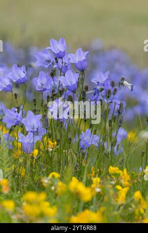 Rundblättrige Glockenblume, Campanula rotundifolia, gemeine Harebell, Schottisches Blauschell, Blauschelle von Schottland, Norwegen, Norwegen Stockfoto