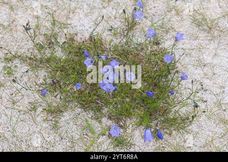 Rundblättrige Glockenblume, Campanula rotundifolia, gemeine Harebell, Schottisches Blauschell, Blauschelle von Schottland, Norwegen, Norwegen Stockfoto