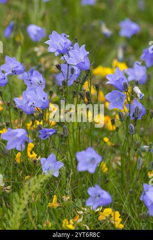 Rundblättrige Glockenblume, Campanula rotundifolia, gemeine Harebell, Schottisches Blauschell, Blauschelle von Schottland, Norwegen, Norwegen Stockfoto