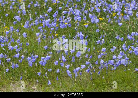 Rundblättrige Glockenblume, Campanula rotundifolia, gemeine Harebell, Schottisches Blauschell, Blauschelle von Schottland, Norwegen, Norwegen Stockfoto