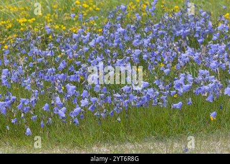 Rundblättrige Glockenblume, Campanula rotundifolia, gemeine Harebell, Schottisches Blauschell, Blauschelle von Schottland, Norwegen, Norwegen Stockfoto