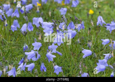 Rundblättrige Glockenblume, Campanula rotundifolia, gemeine Harebell, Schottisches Blauschell, Blauschelle von Schottland, Norwegen, Norwegen Stockfoto