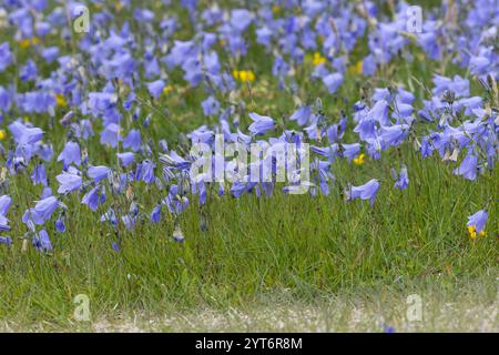 Rundblättrige Glockenblume, Campanula rotundifolia, gemeine Harebell, Schottisches Blauschell, Blauschelle von Schottland, Norwegen, Norwegen Stockfoto