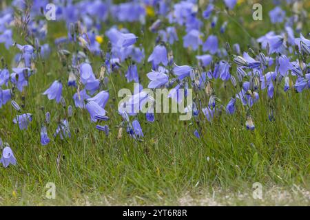 Rundblättrige Glockenblume, Campanula rotundifolia, gemeine Harebell, Schottisches Blauschell, Blauschelle von Schottland, Norwegen, Norwegen Stockfoto