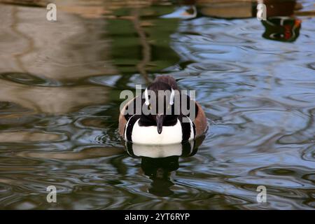 Eine Merganser-Ente mit Kapuze gleitet anmutig auf ruhigem Wasser und zeigt ihre markanten Markierungen und ihre ruhige Präsenz. Die reflektierende Oberfläche verbessert den Stockfoto