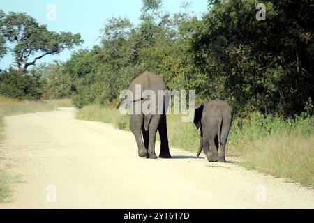 Eine Mutter und ein Baby Elefant spazieren über eine unbefestigte Straße im Kruger-Nationalpark, ihre majestätische Reise ein herzerwärmender Blick auf Afrikas Wildnis. Stockfoto