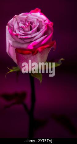Nahaufnahme der Purpurrose vor tiefviolettem Hintergrund Stockfoto