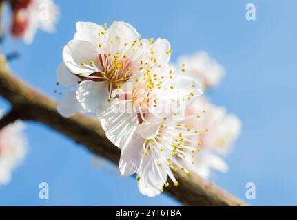 Weiße Blüten auf Baumzweig vor einem klaren blauen Himmel Hintergrund Stockfoto