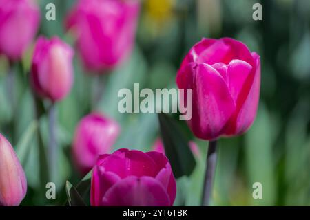 Leuchtende rosafarbene Tulpen blühen in einem sonnigen Garten mit grünem Laub Stockfoto
