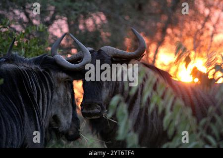 Eine dramatische Szene mit wilden Büffeln, die von einem atemberaubenden Sonnenuntergang im Kruger-Nationalpark, Südafrika, umgeben ist und den Geist der afrikanischen Wildnis verkörpert Stockfoto