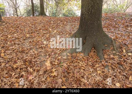 Großer Baum mit sichtbaren Wurzeln, umgeben von einer dicken Schicht gefallener brauner Herbstblätter, die einen natürlichen, strukturierten Teppich in einer ruhigen Waldumgebung schaffen Stockfoto