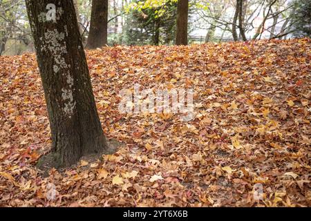 Ein großer Baum mit einer dicken Schicht gefallener brauner Herbstblätter bildet einen natürlichen, strukturierten Teppich in einer ruhigen Waldumgebung. Stockfoto