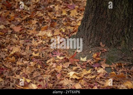 Großer Baum mit sichtbaren Wurzeln, umgeben von einer dicken Schicht gefallener brauner Herbstblätter, die einen natürlichen, strukturierten Teppich in einer ruhigen Waldumgebung schaffen Stockfoto