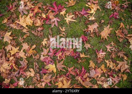 Herbstliche Blätter in Orange-, Rot- und Brauntönen verstreut auf einem üppig grünen Grasboden Stockfoto