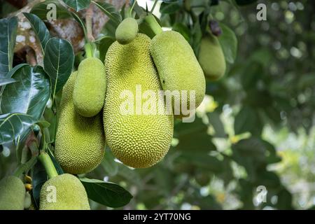 Jackfrucht wächst auf einem Baum, mehrere Früchte auf einer Gewürzfarm, spezifische Form und Textur, Sansibar, Tansania. Stockfoto