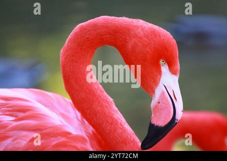 Fenicottero cileno Porträt (Phönicopterus chilensis) Stockfoto