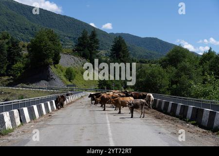 Kühe auf einer Straßenbrücke in Georgia Stockfoto