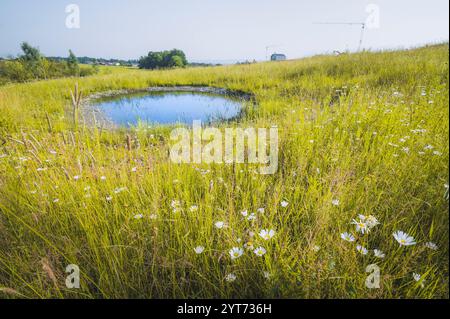 Ausgleichsfläche mit artenreicher Wiese und abwechselnd feuchtem Schwall Stockfoto