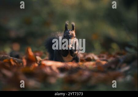 Eichhörnchen blickt im warmen Morgenlicht im Allgäu direkt in die Kamera auf einen mit Herbstlaub bedeckten Wald und isst Haselnuss Stockfoto