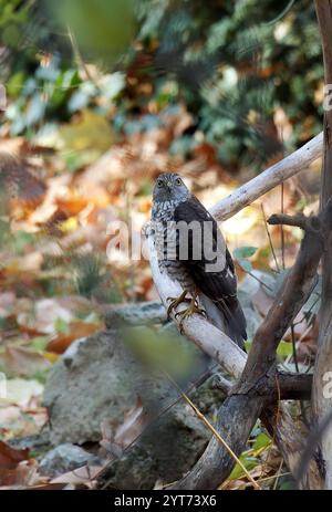 Eurasischer sparrowhawk, nördlicher sparrowhawk oder einfach der sparrowhawk, Sperber, Epervier d'Europe, Accipiter nisus, Karvaly, Budapest, Ungarn, Europa Stockfoto