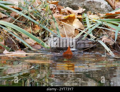 Eurasischer sparrowhawk, nördlicher sparrowhawk oder einfach der sparrowhawk, Sperber, Epervier d'Europe, Accipiter nisus, Karvaly, Budapest, Ungarn, Europa Stockfoto