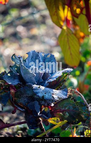 Rotkohl (Brassica oleracea convar. Capitata var. Rubra) nach einer frostigen Nacht Stockfoto