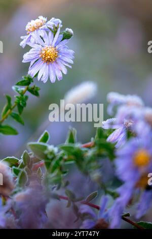 Herbstaster (Symphyotrichum) in Blüte nach Frost Stockfoto