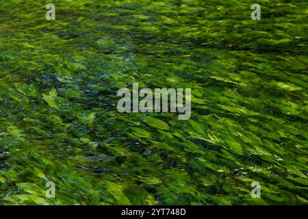 Blätter von Knüpflingen im fließenden Wasser eines Baches, Deutschland Stockfoto