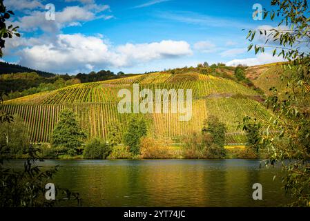 Mosellandschaft zwischen Riol und Longuich an der Mosel bei sonnigem Wetter im Herbst. Stockfoto