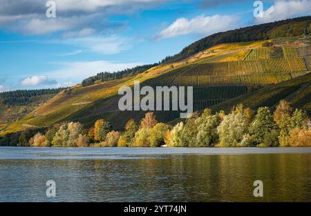 Mosellandschaft zwischen Riol und Longuich an der Mosel bei sonnigem Wetter im Herbst. Stockfoto