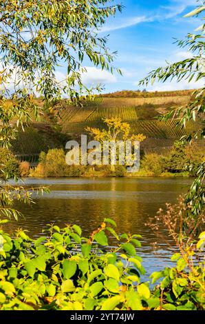 Mosellandschaft zwischen Riol und Longuich an der Mosel bei sonnigem Wetter im Herbst. Stockfoto