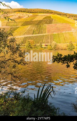 Mosellandschaft zwischen Riol und Longuich an der Mosel bei sonnigem Wetter im Herbst. Stockfoto