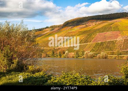 Mosellandschaft zwischen Riol und Longuich an der Mosel bei sonnigem Wetter im Herbst. Stockfoto