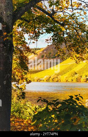 Mosellandschaft zwischen Riol und Longuich an der Mosel bei sonnigem Wetter im Herbst. Stockfoto