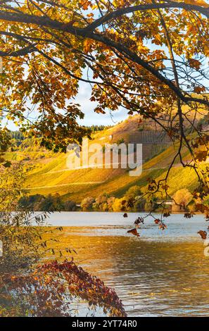 Mosellandschaft zwischen Riol und Longuich an der Mosel bei sonnigem Wetter im Herbst. Stockfoto